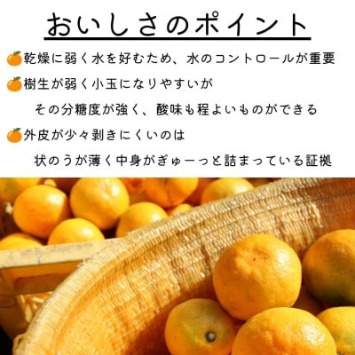 【ゆら早生】極早生みかん 5kg(和歌山・下津町産 )産地直送(2S・3Sサイズ)