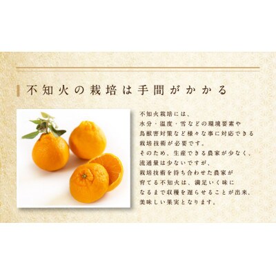 不知火(和歌山のデコ)3kg大玉(9～11玉)秀品 まごころ産直みかんより農園直送!