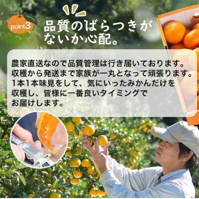 みかん　小粒サイズ