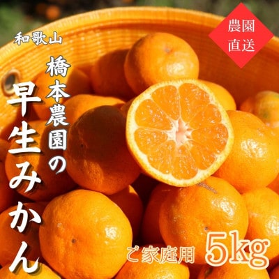 【訳あり】早生みかん 5kg(和歌山・下津町産)橋本農園直送【サイズ混合】