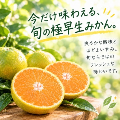 【訳あり みかん】6.5kg 混合サイズ(極早生・和歌山県下津産)2026年10月より順次発送