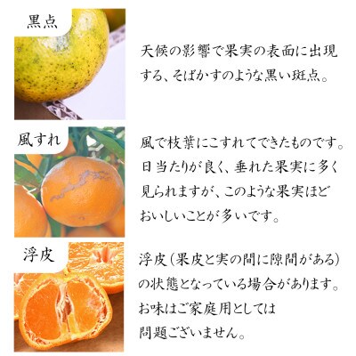 【訳あり みかん】7.5kg 混合サイズ(極早生・和歌山県下津産)2025年10月より順次発送