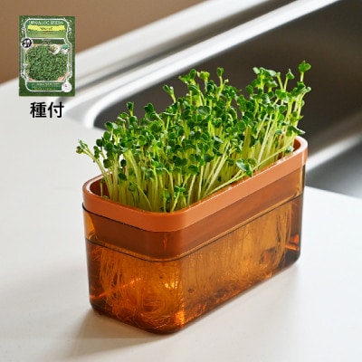 ベジマジそだてる　スプラウト栽培容器　　ブラウン　種付き(ブロッコリースプラウト)　家庭菜園