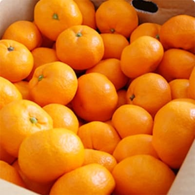 こだわり栽培で育った年明け蔵出し本貯蔵みかん 約5kg