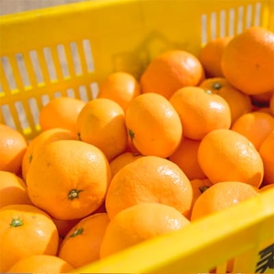 こだわり栽培で育った年明け蔵出し本貯蔵みかん 約7.5kg