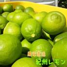 【国産】農家直送!　紀州レモン　約2kg
