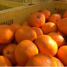 【紀州伝統の味】下津蔵出しみかん(高糖系品種 丹生系)約5kg【S～L混合サイズ】