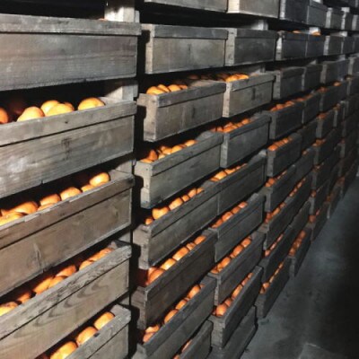 【紀州伝統の味】下津蔵出しみかん(高糖系品種 丹生系)約5kg【S～L混合サイズ】