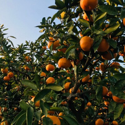 【紀州伝統の味】下津蔵出しみかん(高糖系品種 丹生系)約5kg【S～L混合サイズ】