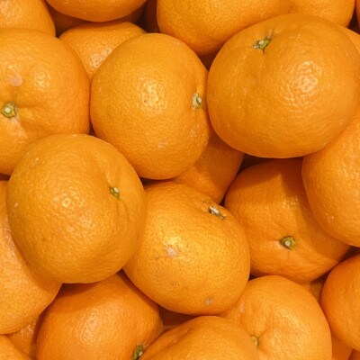 【産直・秀品】和歌山下津みかん約6kg(2Lサイズ)(海南市)