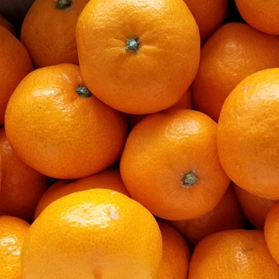 【産直】下津蔵出しみかん約5kg(S～Lサイズおまかせ)