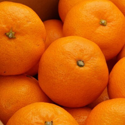 【産直】下津蔵出しみかん約5kg(サイズ混合)