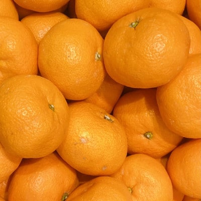 【産直】下津蔵出しみかん約6kg(2Lサイズ)