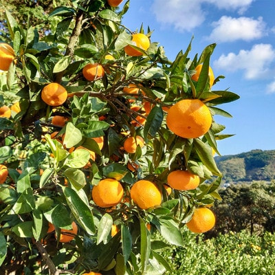 【産直】下津蔵出しみかん約6kg(2Lサイズ)