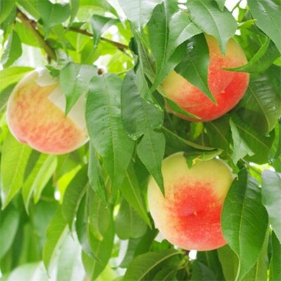 【産直・人気の特産品】和歌山の桃　約4kg・秀選品(海南市)