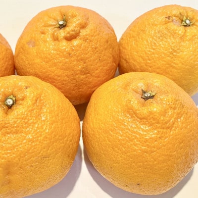 「農園直送」和歌山県産不知火　もりもりの約9kg(サイズ混合　ご家庭用)　(海南市)