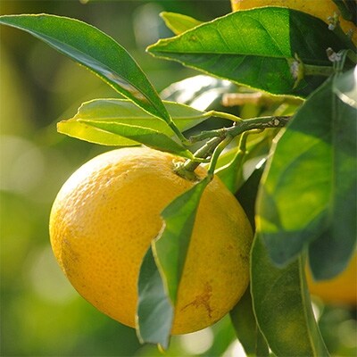 極早生みかんSS又はSサイズ10kg　和歌山県から農園直送!