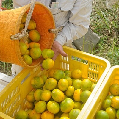 極早生みかんSS又はSサイズ10kg　和歌山県から農園直送!