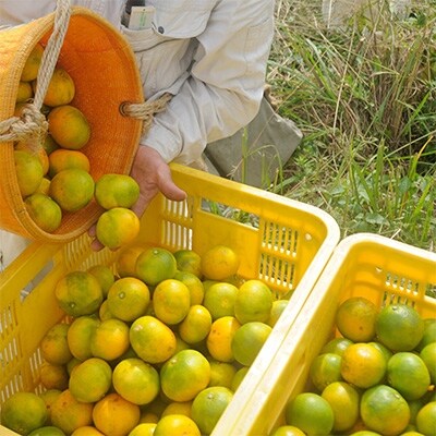 極早生みかんSS～L混合サイズ10kg　和歌山県から農園直送!
