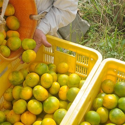 極早生みかんSS又はSサイズ5kg　和歌山県から農園直送!