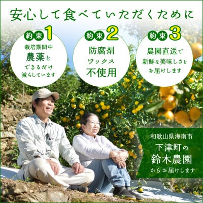 【家庭用・訳あり】和歌山県産 早生みかん 5kg|昔ながらの酸味を楽しむ