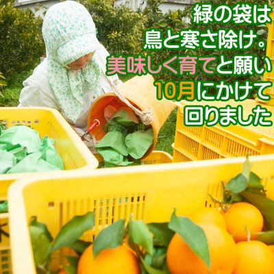 【2025年3月より順次発送】鈴木農園の清見オレンジ　混合サイズ3kg　和歌山県より農園直送