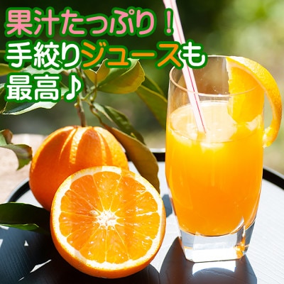 【2025年3月より順次発送】鈴木農園の清見オレンジ　混合サイズ5kg　【和歌山の清見オレンジ】