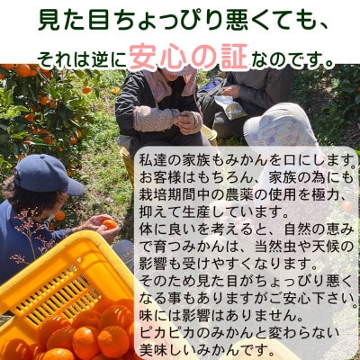 【2026年1月より順次発送】和歌山県産　みかん　小粒サイズ(2S・Sサイズ)3kg　鈴木農園直送
