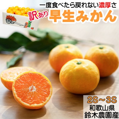 【みかん 2S・3Sサイズ】和歌山県下津町産 小玉みかん 5kg(早生みかん 訳あり)