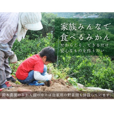 【和歌山・下津町産 早生みかん 3kg(S、M、Lサイズお任せ)】農家厳選の昔懐かしい味