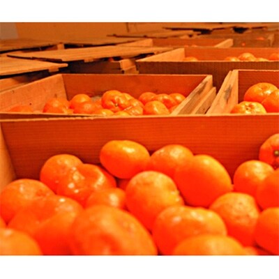 しもつ町特産　蔵出しみかん(S・M・Lサイズおまかせ)7.5kg　赤青秀品　【海南市　農園直送】