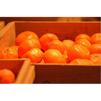 青島温州(高糖系)　【マルチ栽培】　(SS～LL)サイズおまかせ　5kg　【海南市　農園直送】