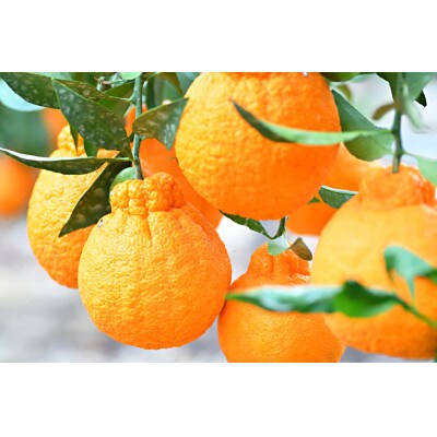 和歌山の完熟しもつデコ8玉～12玉　3kg　秀品　【和歌山県 海南市 農園直送】