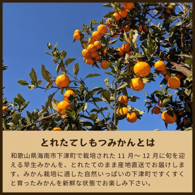 とれたてしもつみかん|和歌山県海南市下津町ブランド「しもつみかん」の早生みかんを産地直送でお届け
