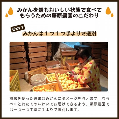 とれたてしもつみかん|和歌山県海南市下津町ブランド「しもつみかん」の早生みかんを産地直送でお届け