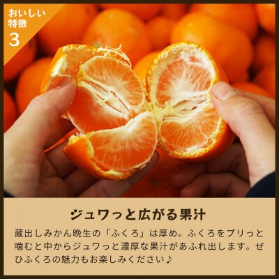 蔵出しみかん晩生 |和歌山県海南市下津町の特産品の蔵出しみかんの晩生品種を産地直送でお届け