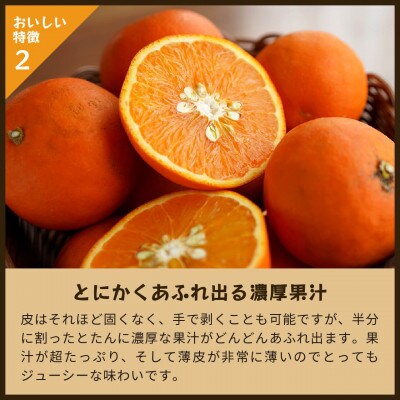 セミノール(みかん)|和歌山県海南市下津町産。赤みのある果皮が特徴のセミノールを産地直送でお届け