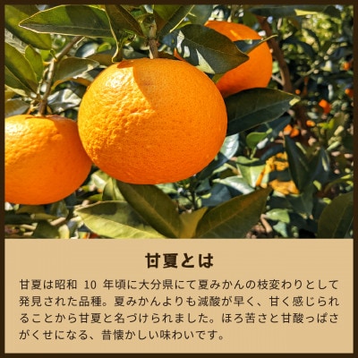 甘夏|和歌山県海南市下津町産。樹上完熟させた甘夏を農園から産地直送でお届け