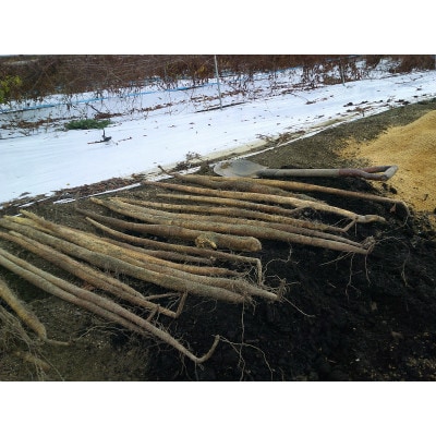 和歌山県産　ジネンジョ(約1.5キロ)