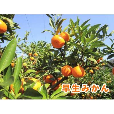 【樹上完熟】しもつうまれ　早生みかん　5kg箱