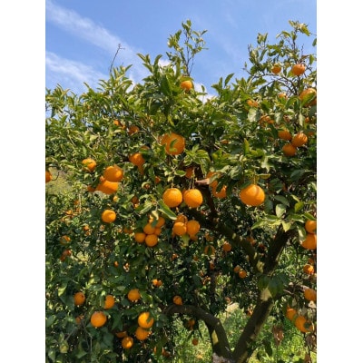 しもつうまれ　清見オレンジ　家庭用　4.5kg(箱込み5kg)