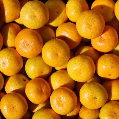 小玉中生みかん  5kg サイズ混合(SS・S)ギフト・贈答用