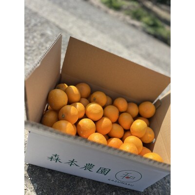 森本農園の小粒完熟濃厚清見オレンジ　約5kg　　産地直送　和歌山県産　