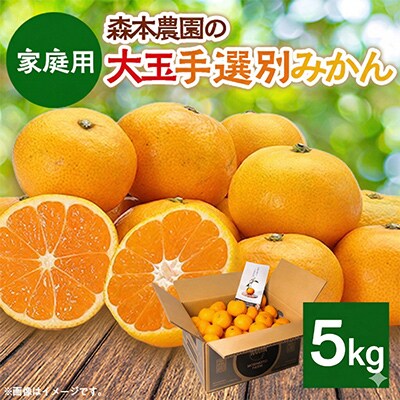【2026年11月より順次発送】森本農園の大玉手選別みかん　家庭用　5kg