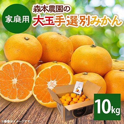 【2026年11月より順次発送】森本農園の大玉手選別みかん　家庭用　10kg