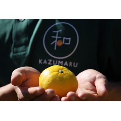 【2025年1月より順次発送】森本農園の小粒ネーブルオレンジ　家庭用　5kg