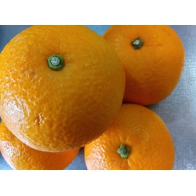 【2026年1月中旬より順次発送】森本農園の八朔 　贈答用　2kg