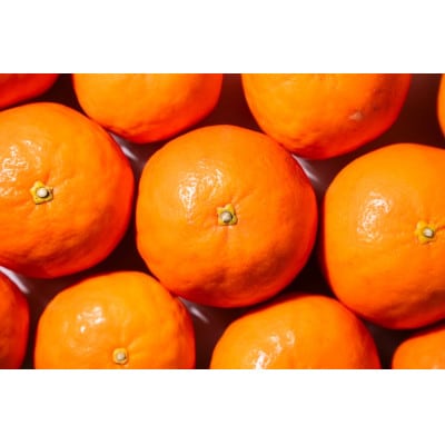 【2026年4月中旬より順次発送】森本農園の高級セミノールオレンジ　訳あり　10kg