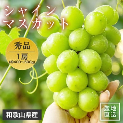 【2027年9月より順次発送】森本農園のシャインマスカット　贈答用　1房　400～500g
