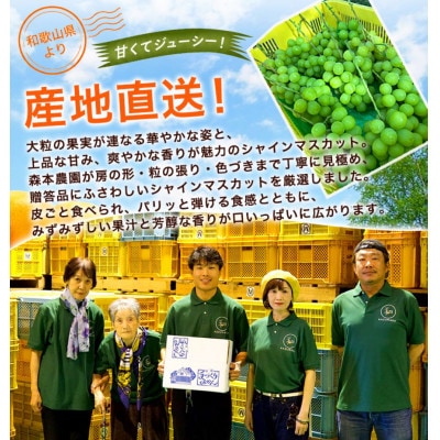 【2027年9月より順次発送】森本農園のシャインマスカット　贈答用　3房　1.2kg～1.5kg